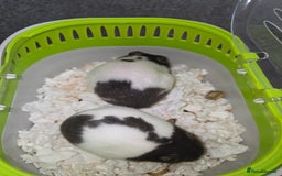 Hamster rodents for sale: Mixes Hamster Syrian in Thornton Heath - Image 5