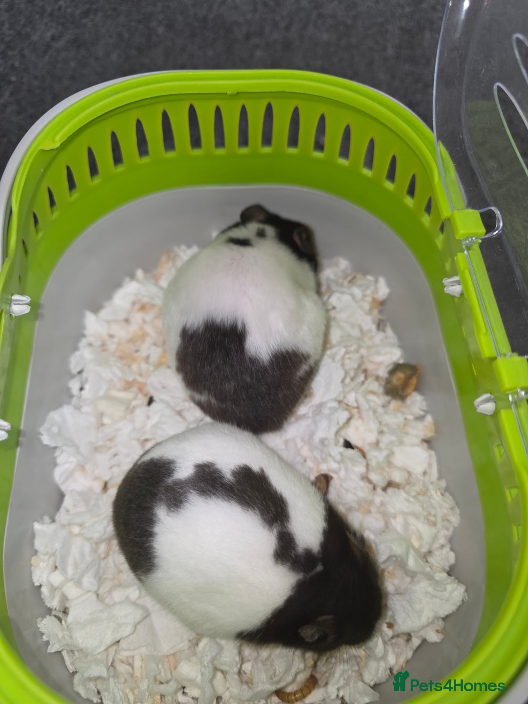Hamster rodents for sale: Mixes Hamster Syrian in Thornton Heath - Image 5