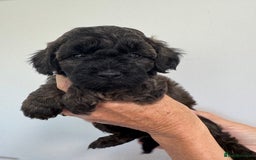 Cavapoo dogs for sale: Beautiful Toy F1b Cavapoo puppies  in Liskeard - Image 8
