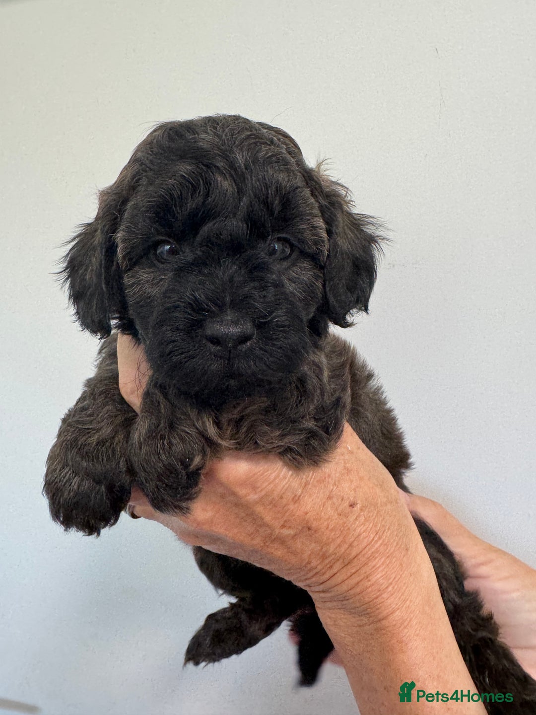 Cavapoo dogs for sale: Beautiful Toy F1b Cavapoo puppies  in Liskeard - Image 8
