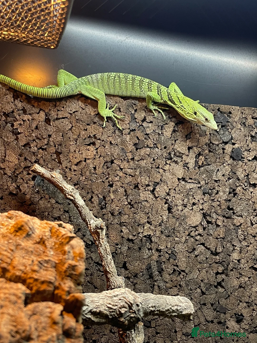 Monitor reptiles for sale: Varanus Reisingeri female 13 months old - Advert 1