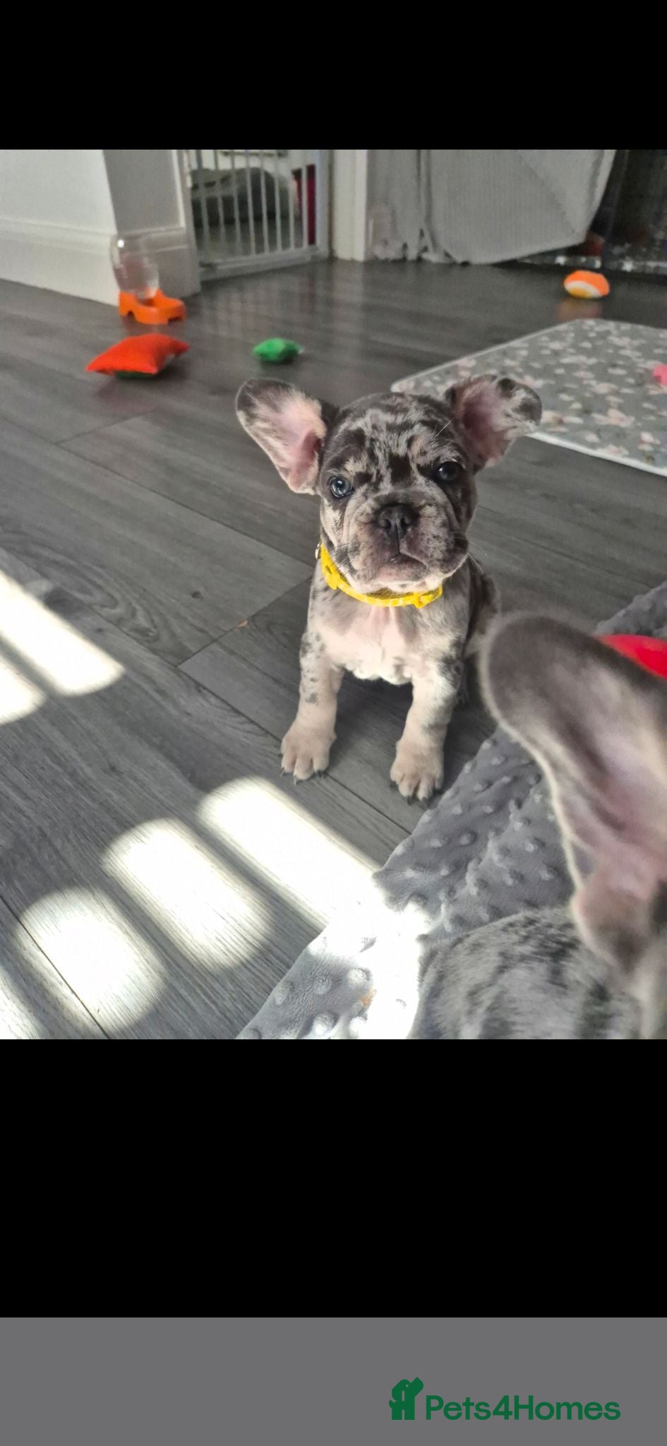 French Bulldog dogs Reduced 1 Girl for their forever homes. - Advert 1