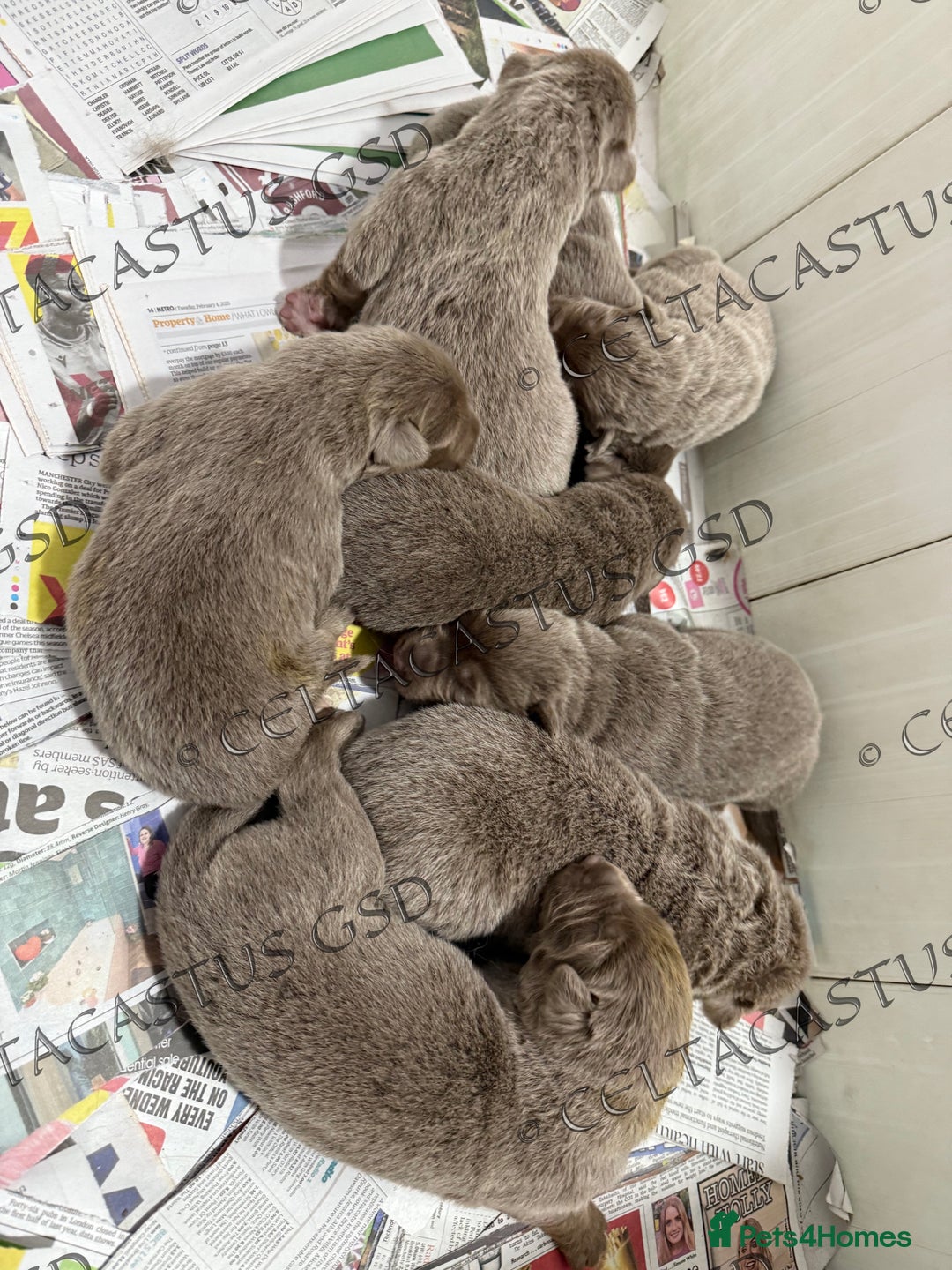 German Shepherd dogs for sale: Kcreg Isabella German shepherd pups  - Image 10