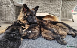 German Shepherd dogs for sale: German shepherd puppies KC register  - Image 6