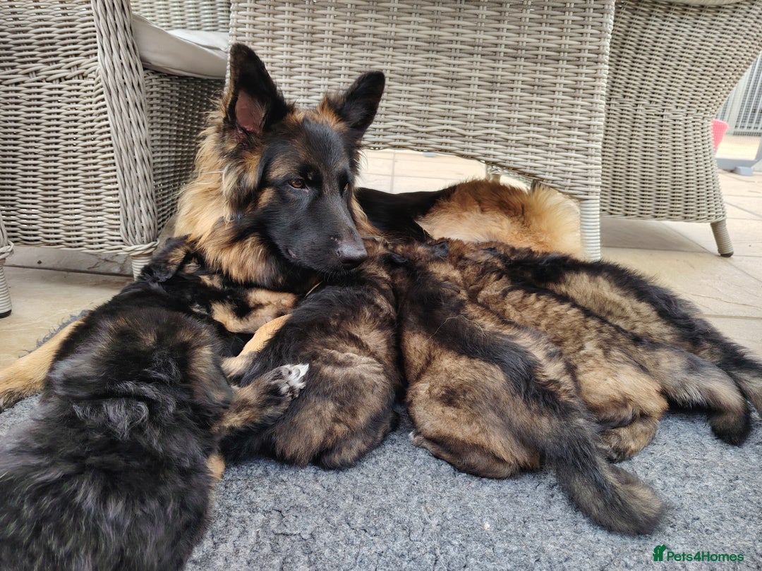 German Shepherd dogs for sale: German shepherd puppies KC register  - Image 6
