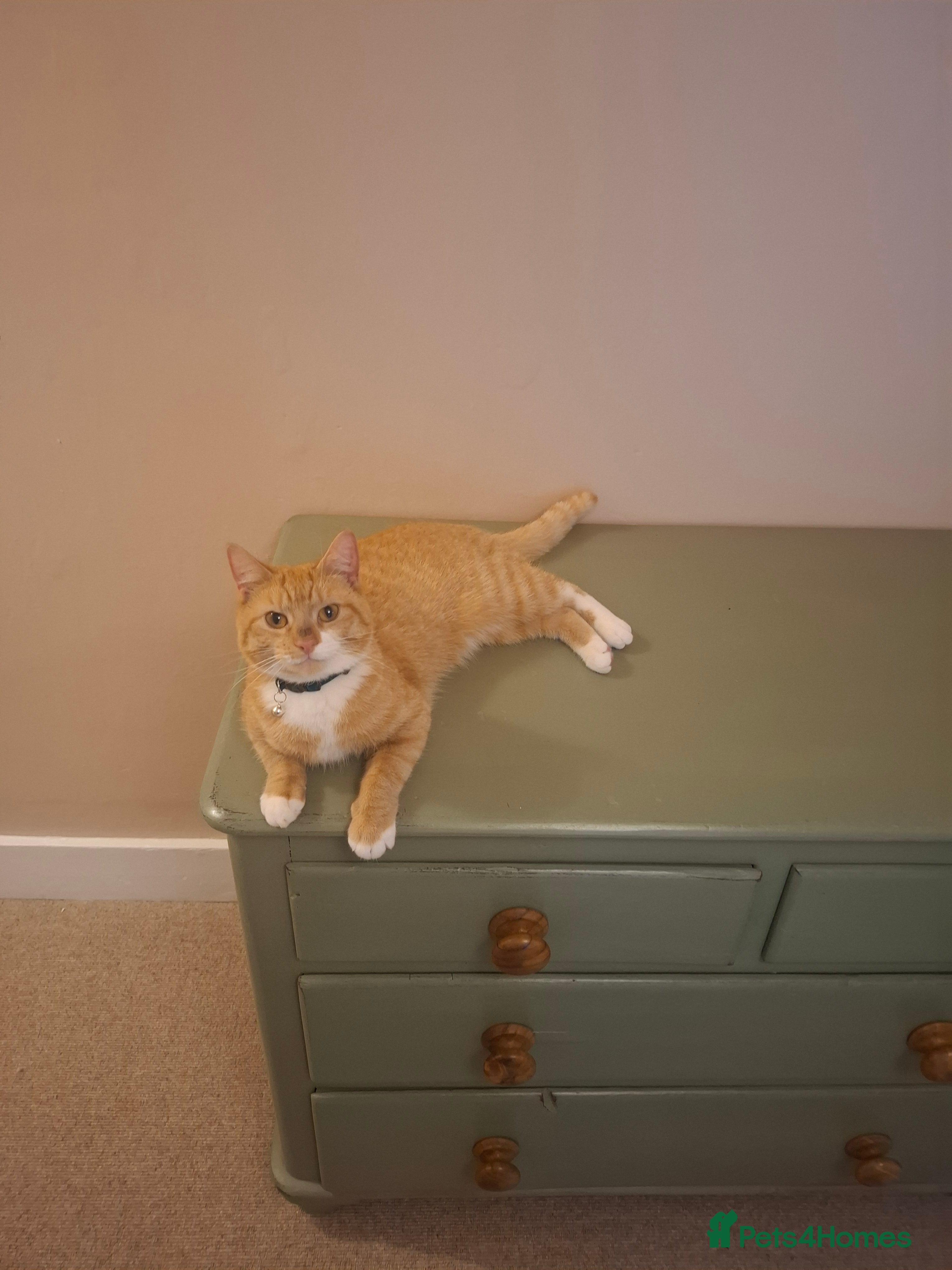 Mixed Breed cats Ginger Tom - Advert 11