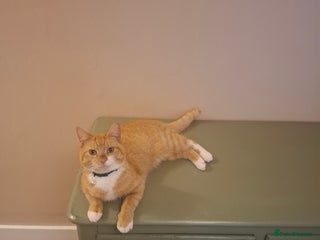 Mixed Breed cats Ginger Tom - Advert 1