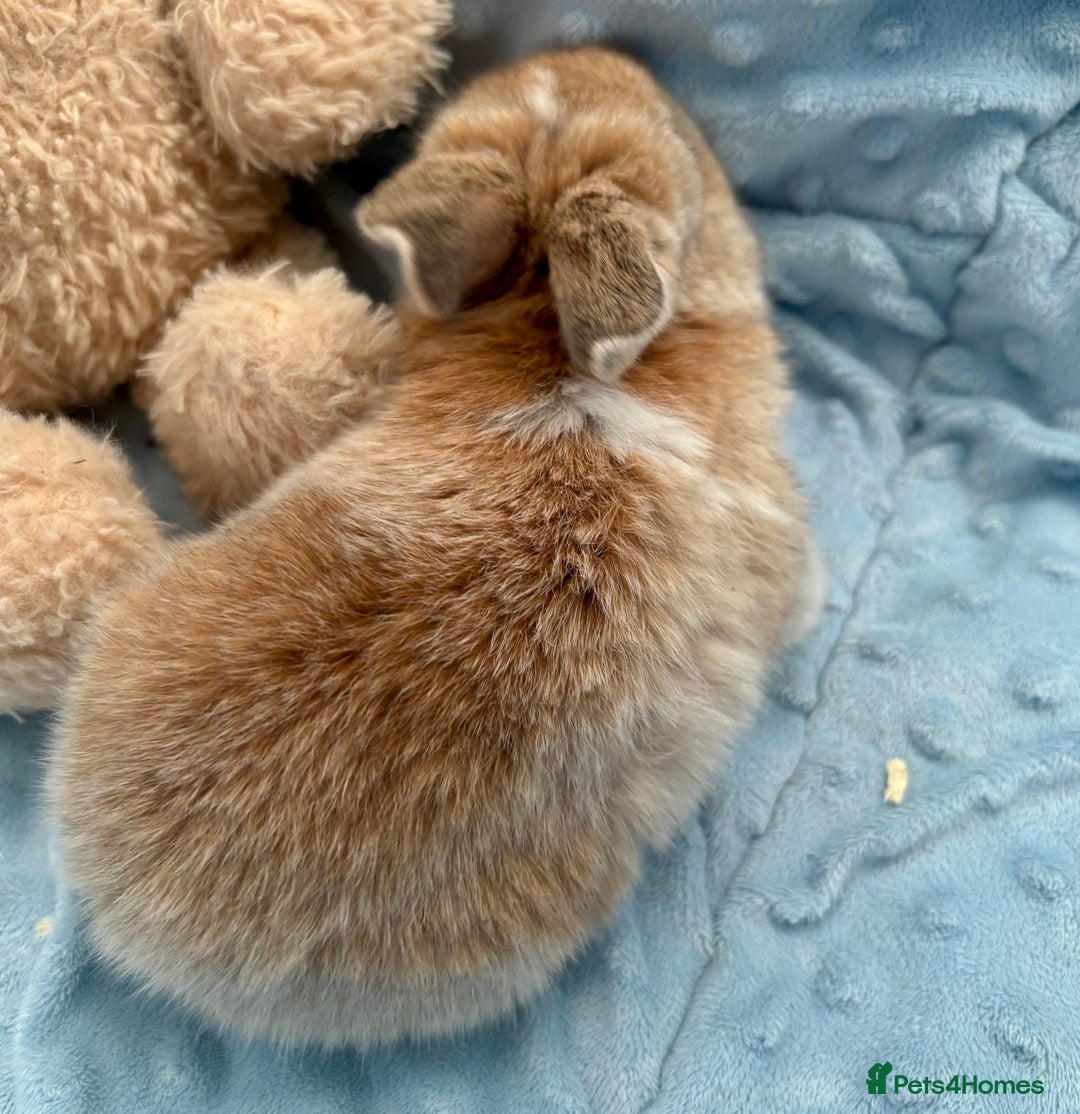 Mini Lop rabbits for sale: Beautiful Mini Lop Baby Bunnies 🐰 - Advert 25