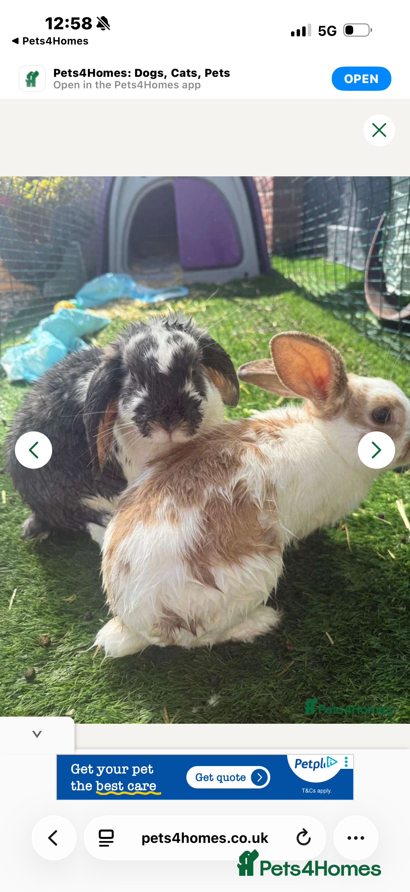 Dwarf Lop rabbits Biscuit the bunny  - Advert 14