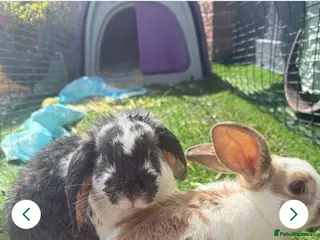 Dwarf Lop rabbits Biscuit the bunny - Advert 6