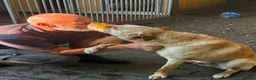 Mixed Breed dogs for adoption: Carlos wants his forever home  - Advert 5