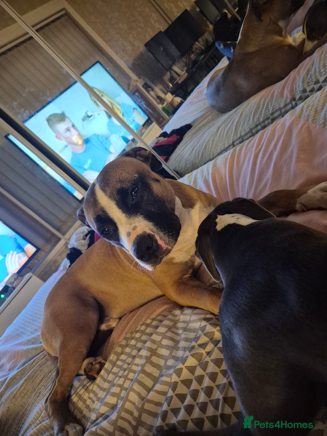 Mixed Breed dogs for sale: American Bulldog x Staffy for rehoming  - Image 2