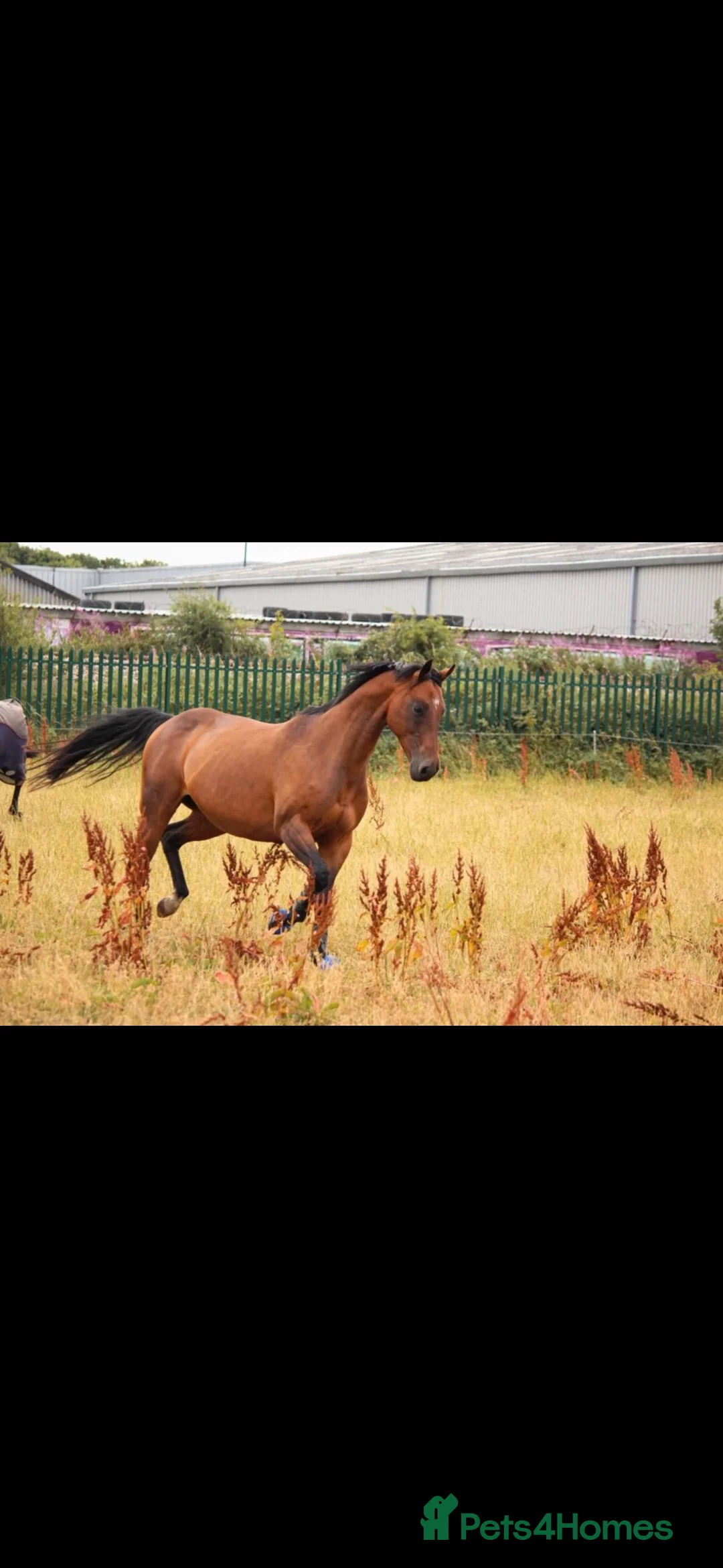 Riding pony horses for sale: Dottie!! - Advert 2