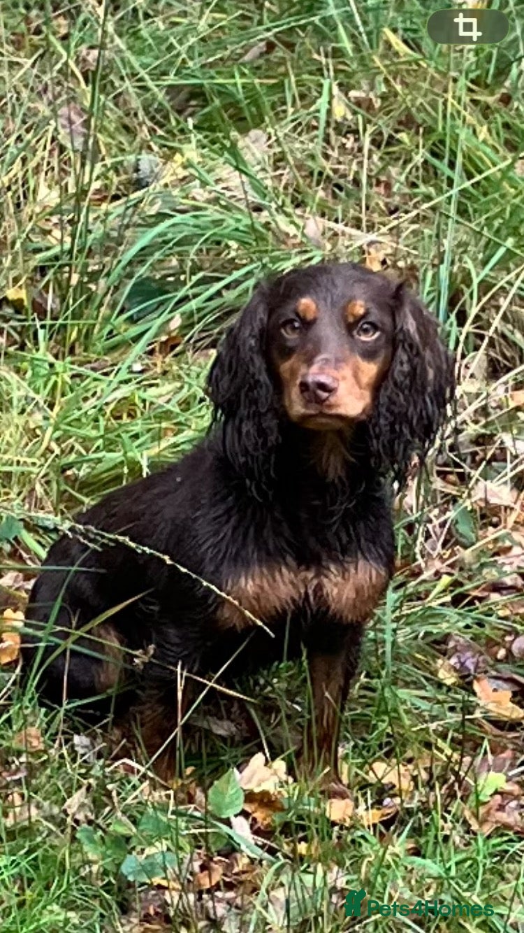 Cocker Spaniel dogs Working Cocker Spaniels  - Advert 1