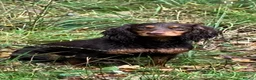 Cocker Spaniel dogs for sale: Working Cocker Spaniels  in Bicester - Advert 1