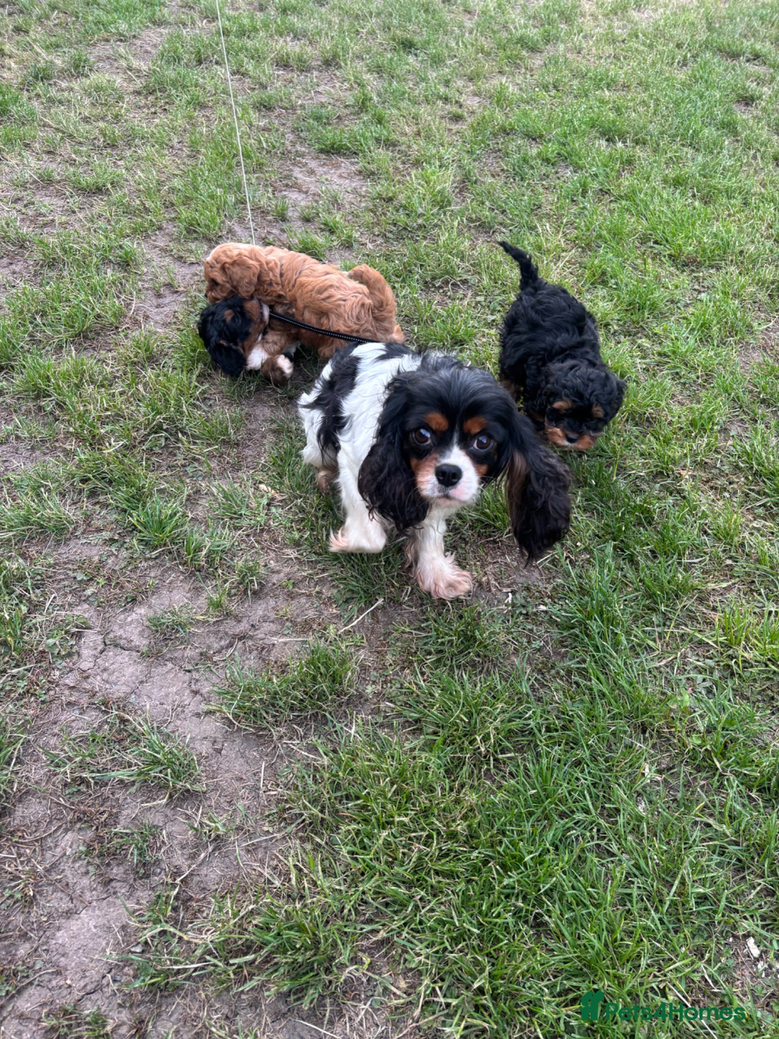 Cavapoo dogs Cavapoo (Girls) - Advert 11