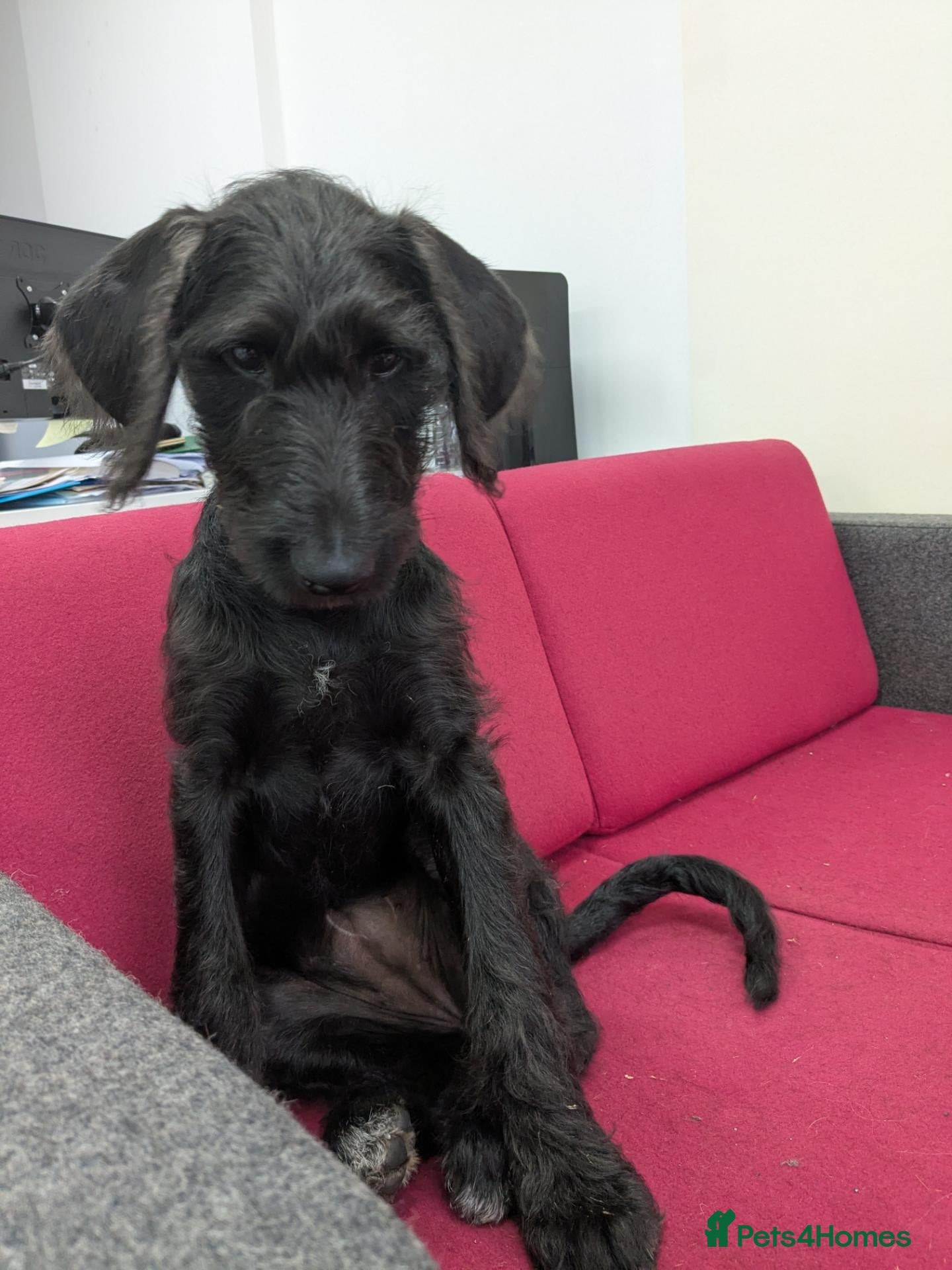 Mixed Breed dogs Beautiful Female Doberdoodle  - Advert 1