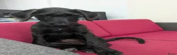 Mixed Breed dogs for sale: Beautiful Female Doberdoodle  in Kirkcaldy - Advert 1