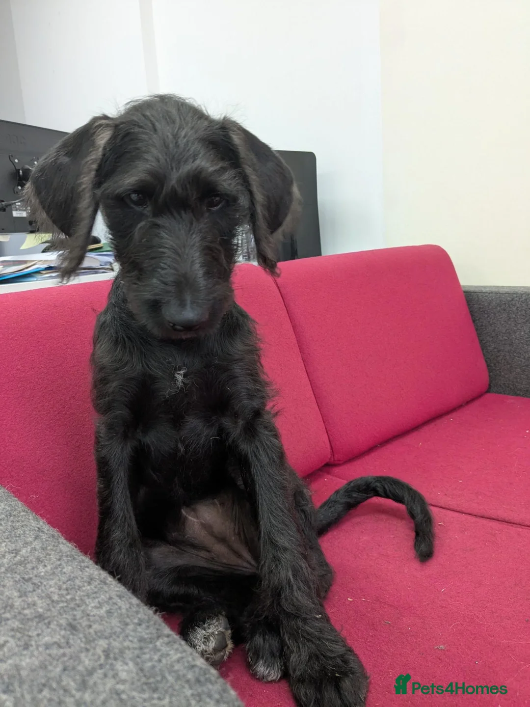 Mixed Breed dogs for sale: Beautiful Female Doberdoodle  in Kirkcaldy - Advert 1