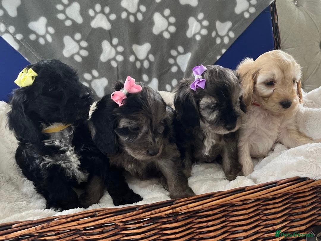 Cockapoo dogs  F1 Cockapoo Puppies 3 Girls 1 Boy Available  - Advert 17