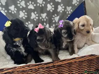 Cockapoo dogs F1 Cockapoo Puppies 3 Girls 1 Boy Available - Advert 17