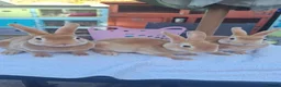 Rex rabbits for sale: Mini Rex in Ibstock - Advert 3