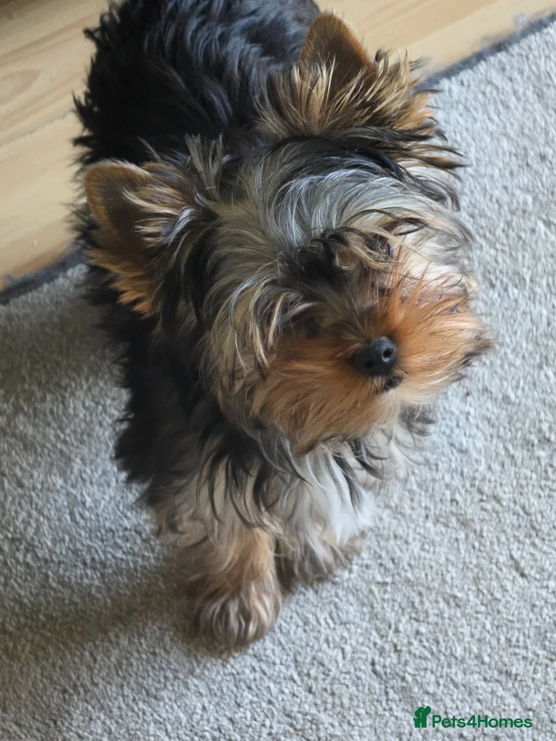 Yorkshire Terrier dogs for sale: KC Registered Yorkshire puppies  - Advert 2
