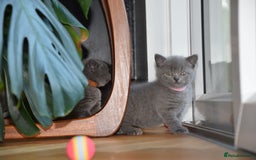 British Shorthair cats for sale: BSH Blue kittens, 3xgirls 3xboys - Image 22