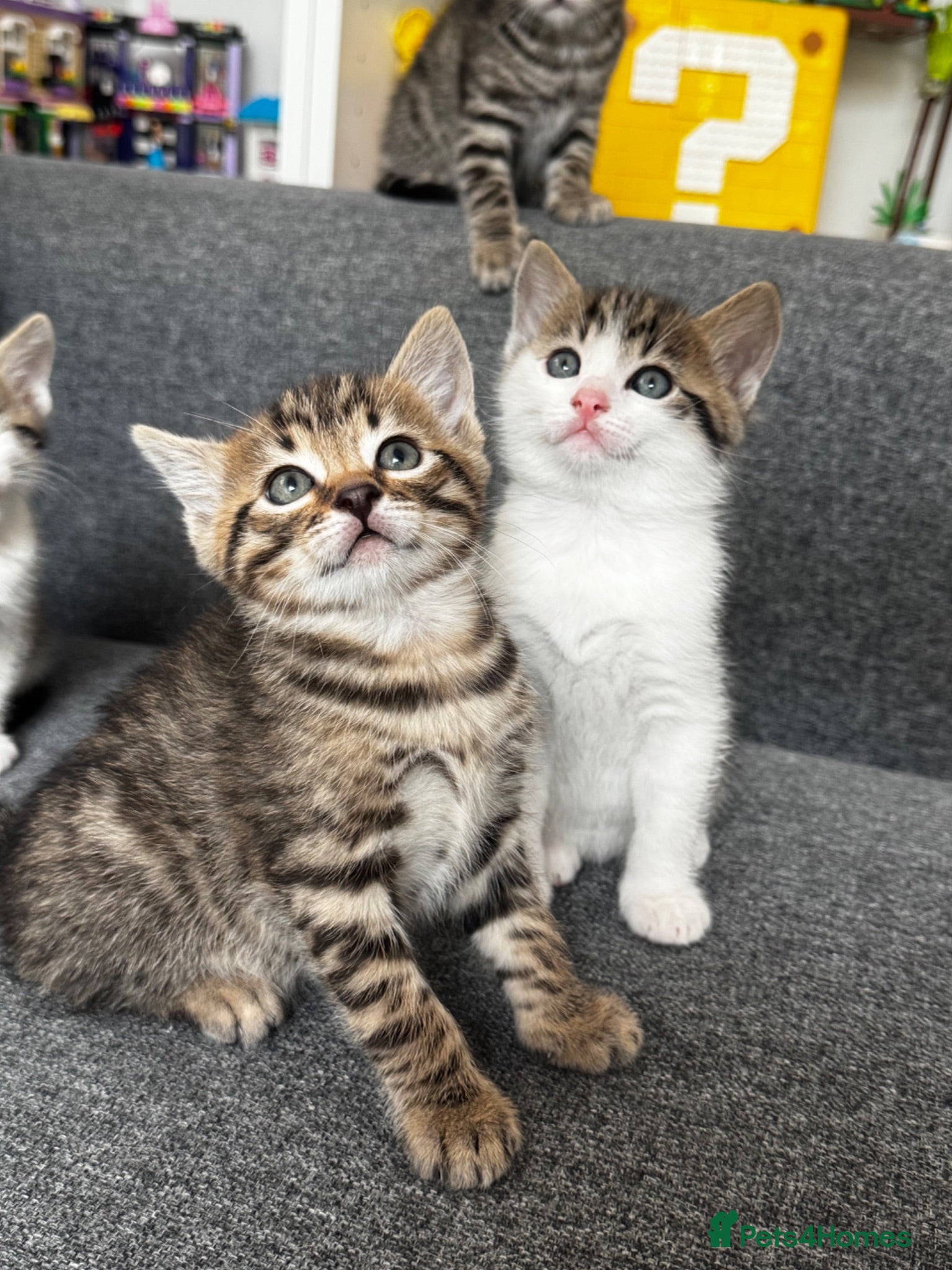 Ragdoll cats 🐾 Exceptional Ragdoll × Bengal Kittens 🐾 - Advert 2