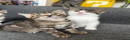Ragdoll cats for sale: 🐾 Exceptional Ragdoll × Bengal Kittens 🐾 - Advert 2