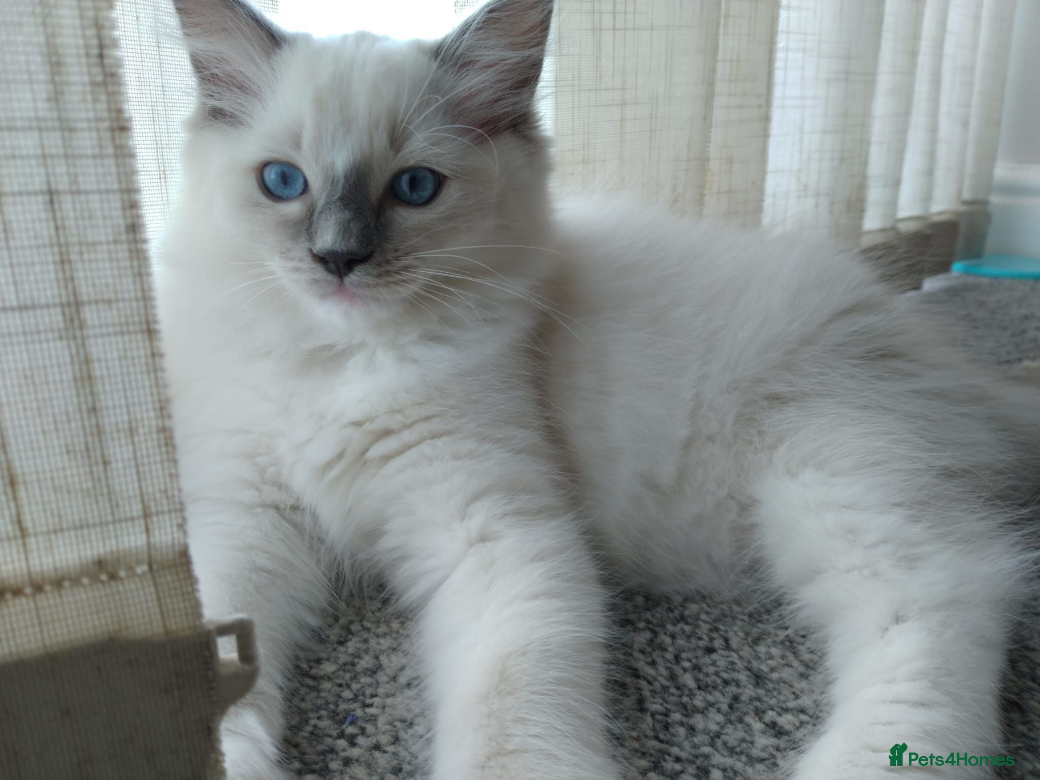 Ragdoll cats Female kittens - Advert 5