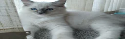 Ragdoll cats for sale: Female kittens - Advert 1
