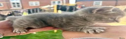 Ragdoll cats for sale: Stunning blue tabby ragdoll x  - Advert 5
