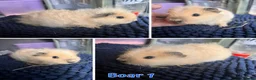 Guinea Pig rodents for sale: Guinea pig sows and boars - Lunkarya & Swiss  - Advert 4