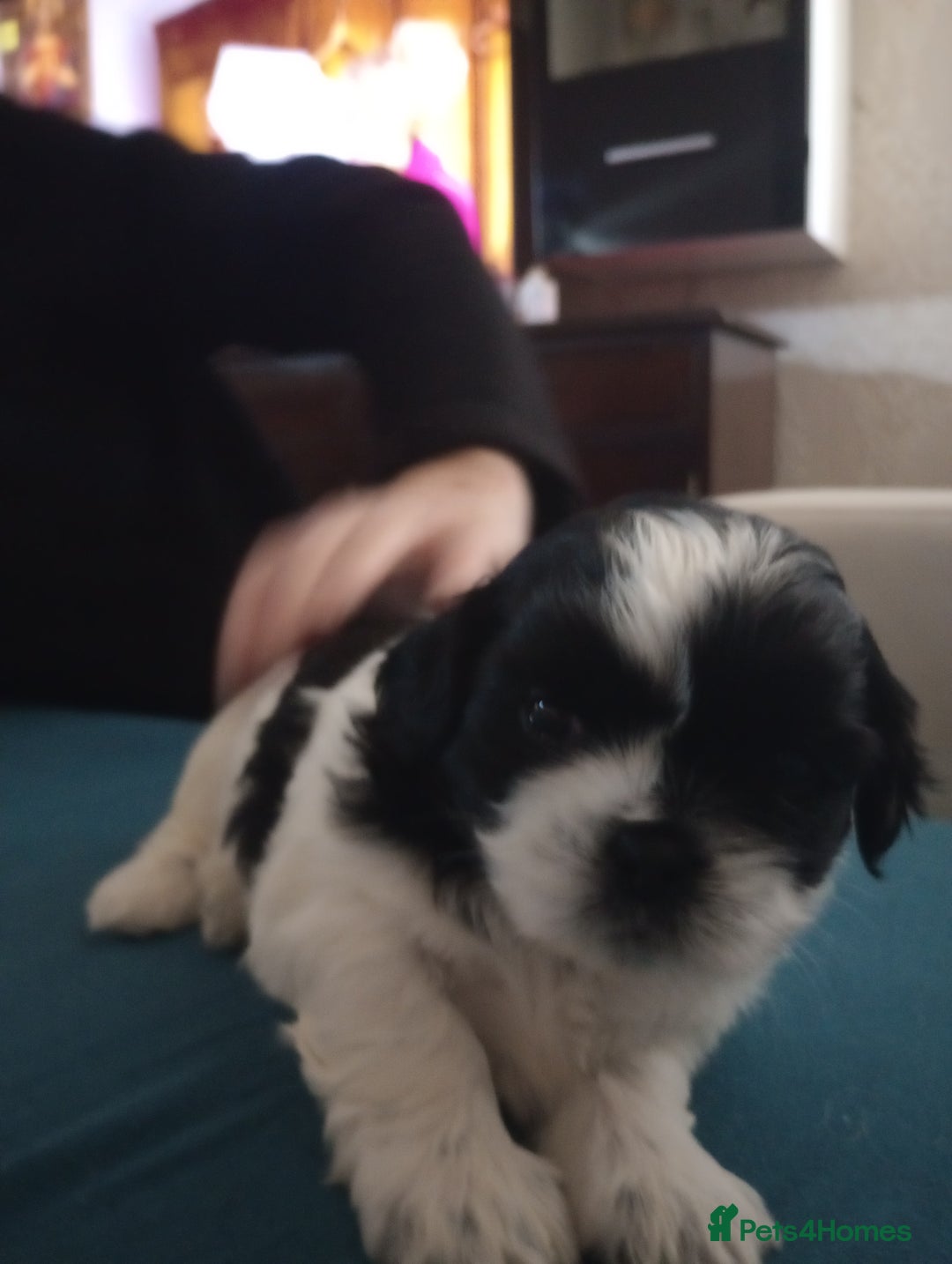 Shih Tzu dogs for sale: Adorable shih-tzu puppies - Advert 5