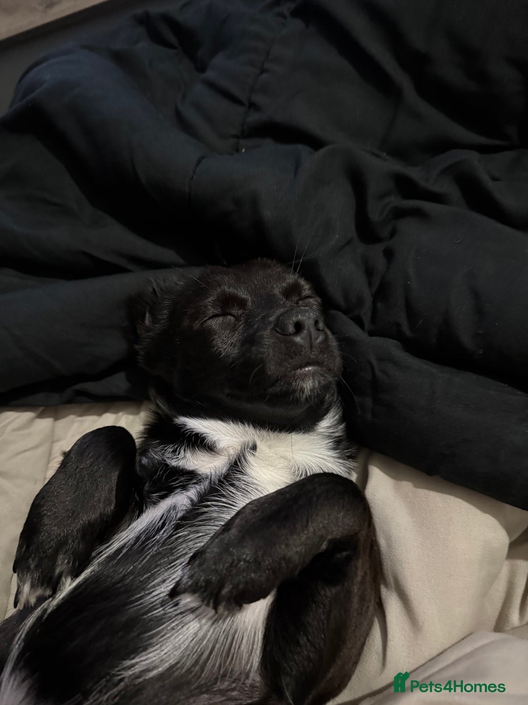 Mixed Breed dogs for sale: Xena- Scottishterrier x jackahuahua - Advert 7