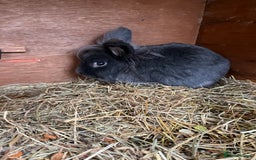 Lionhead rabbits for sale: Stunning lionhead buck - Image 6