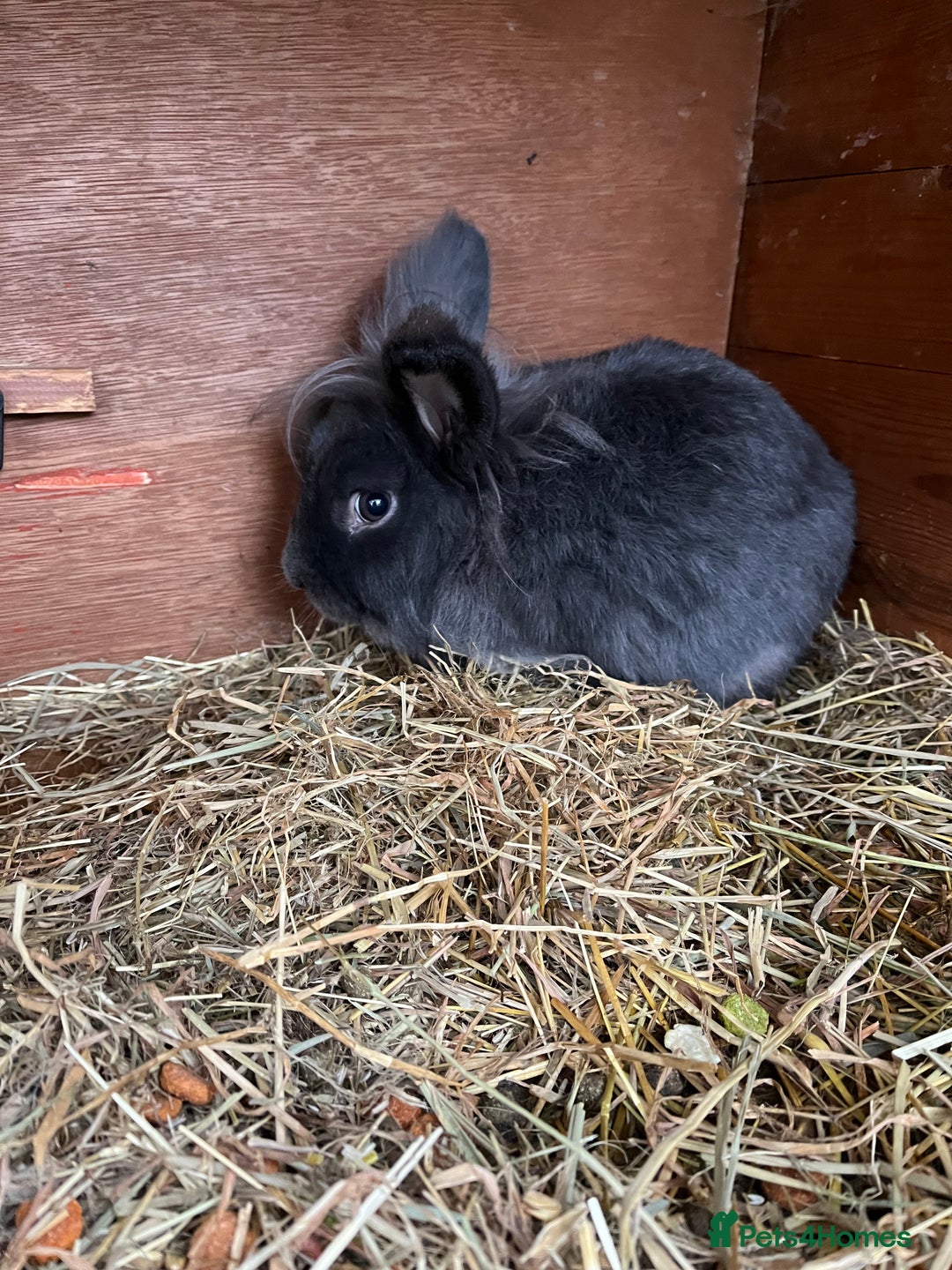 Lionhead rabbits for sale: Stunning lionhead buck - Image 6