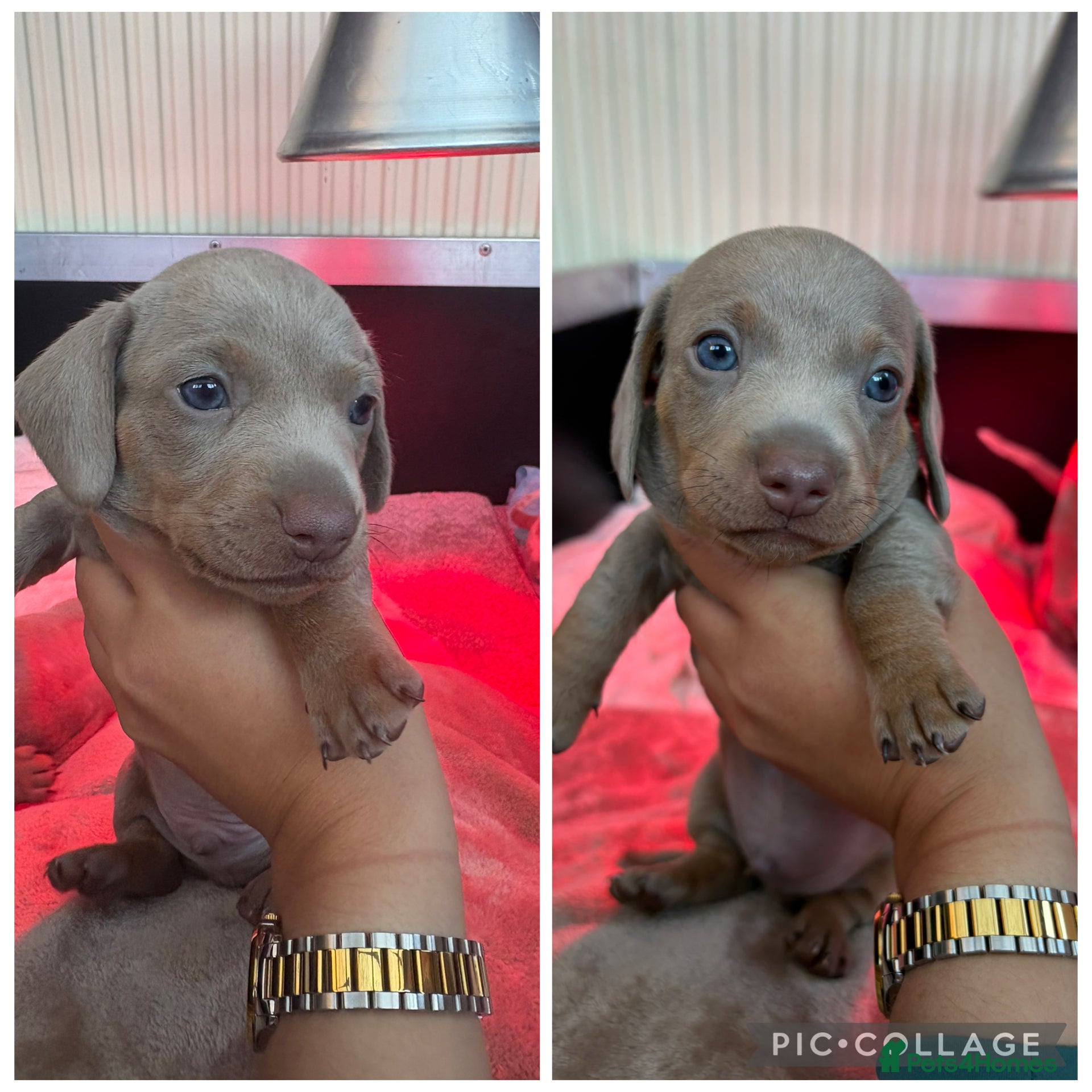 Miniature Dachshund dogs Toy Story Litter 🧸 2 BOY MINI DACHSHUND  - Advert 6