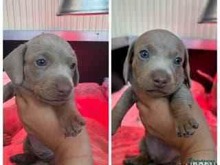 Miniature Dachshund dogs Toy Story Litter 🧸 2 BOY MINI DACHSHUND - Advert 6