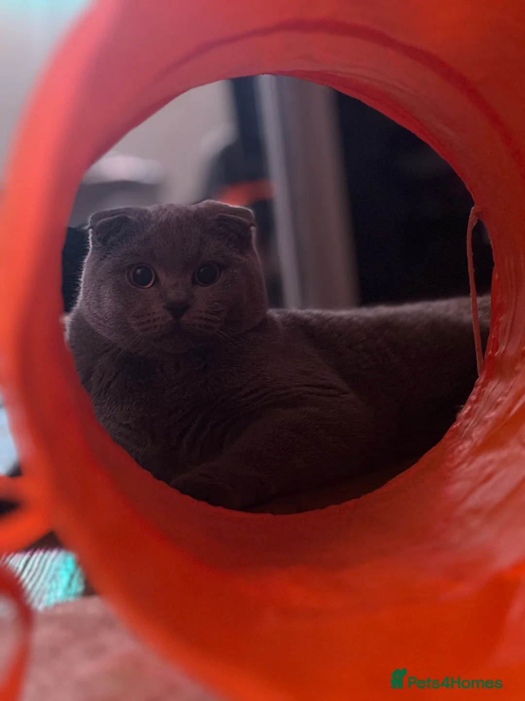Scottish Fold cats for stud: Scottish fold champion available for stud - Advert 10