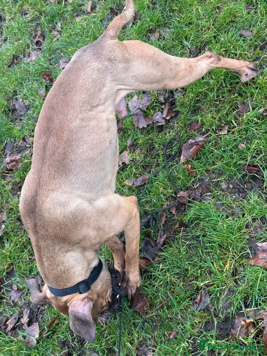 American Bull Staffy dogs for stud: 🔥 American Staff Male Available for Stud 🔥 - Advert 7