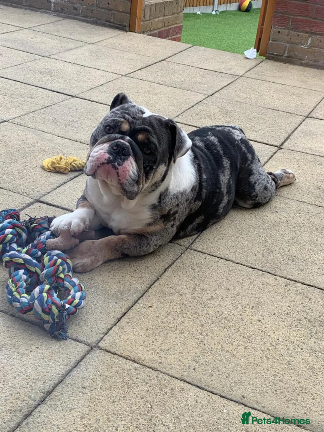 English Bulldog dogs for stud: Proven English Bulldog Stud - Blue Tri Merle in Romford - Advert 6