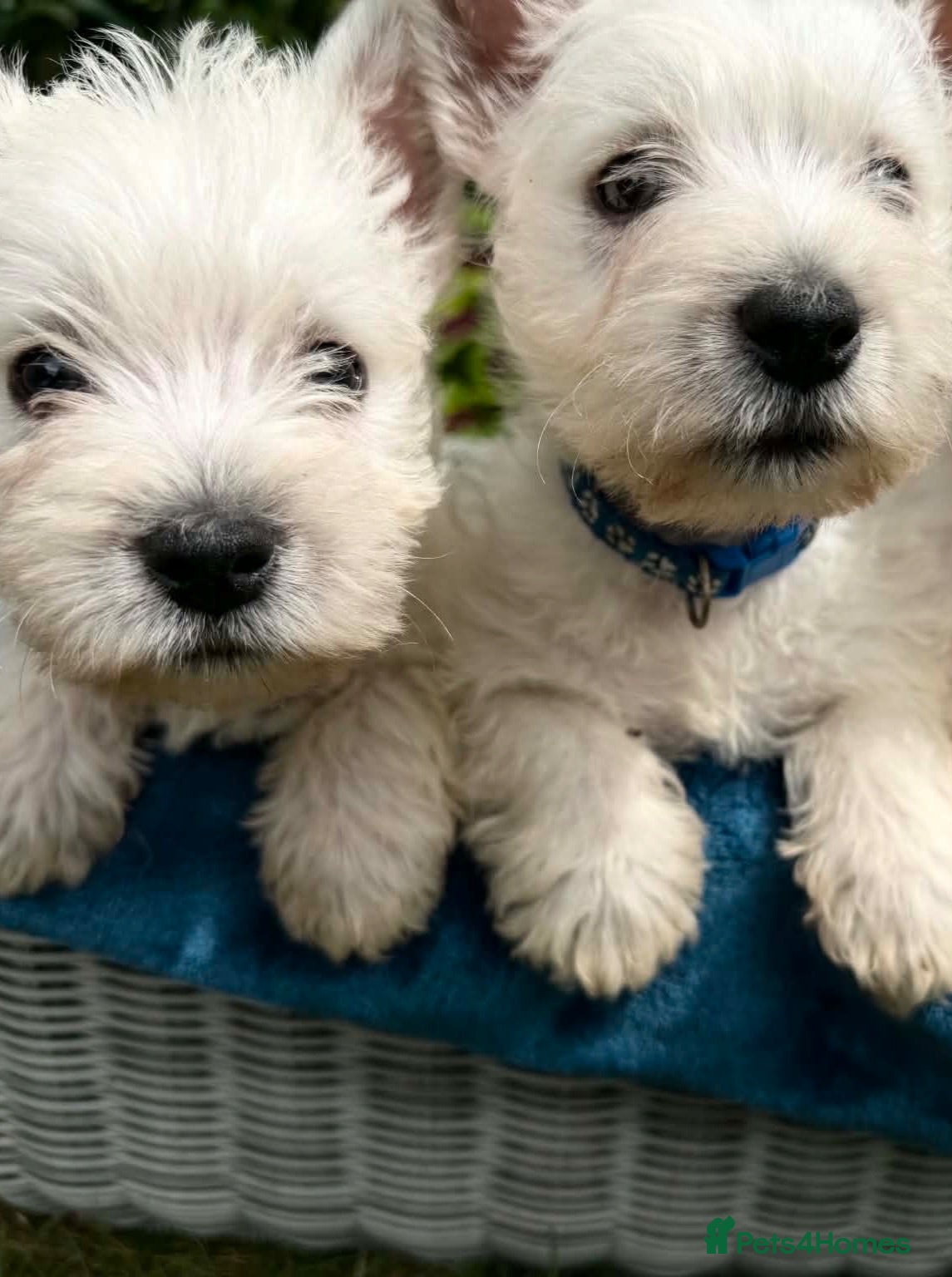 West Highland Terrier dogs 2 KC Registered westie boys ready to go  - Advert 15