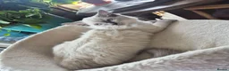 Ragdoll cats for sale: 2 Beautiful GCCF & TICA Ragdoll Kittens Left 💕  - Advert 3