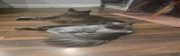 Maine Coon cats for sale: Beautiful main coon  in Hemel Hempstead - Advert 1