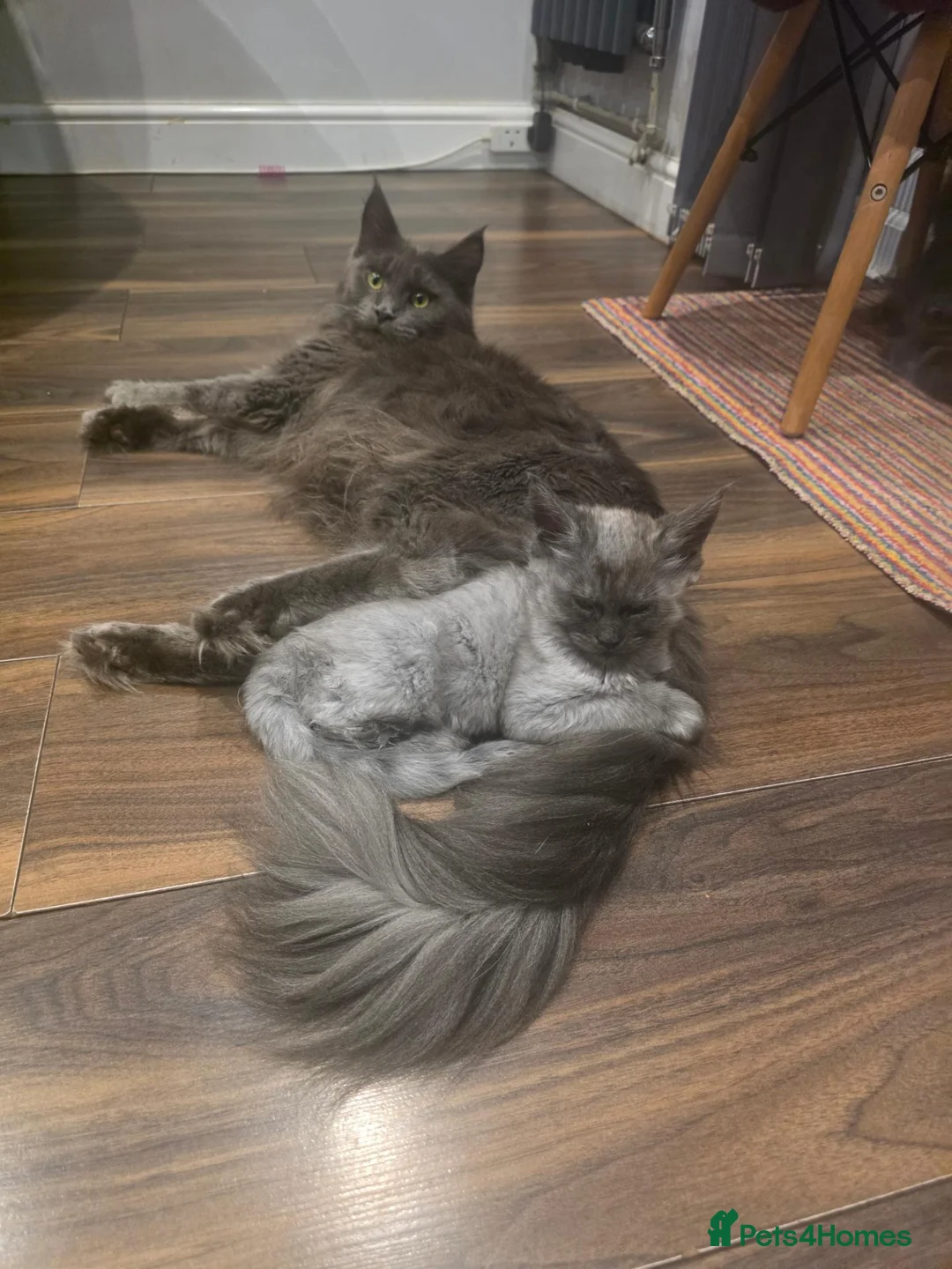 Maine Coon cats for sale: Beautiful main coon  in Hemel Hempstead - Advert 1