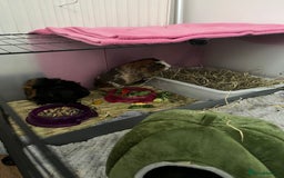 Guinea Pig rodents for sale: 2 Male Guinea Pigs for free - Image 1