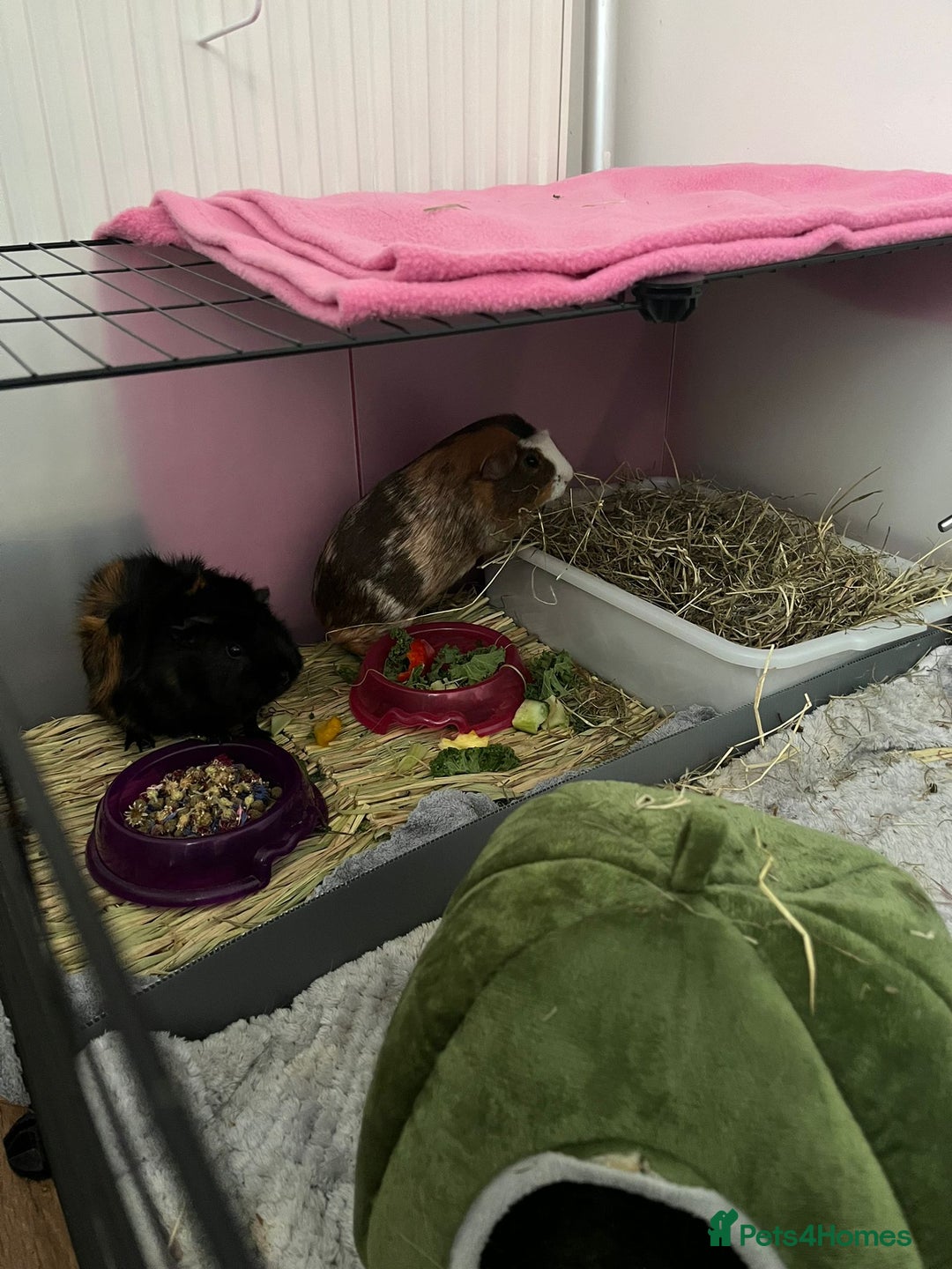 Guinea Pig rodents for sale: 2 Male Guinea Pigs for free - Image 1