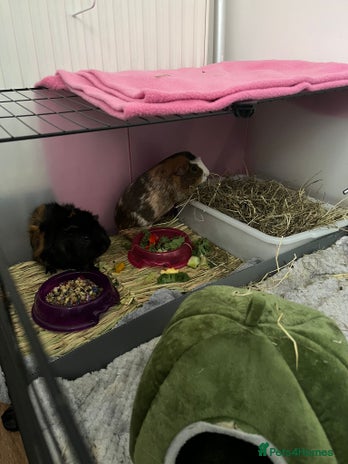 Guinea Pig rodents - Advert 11